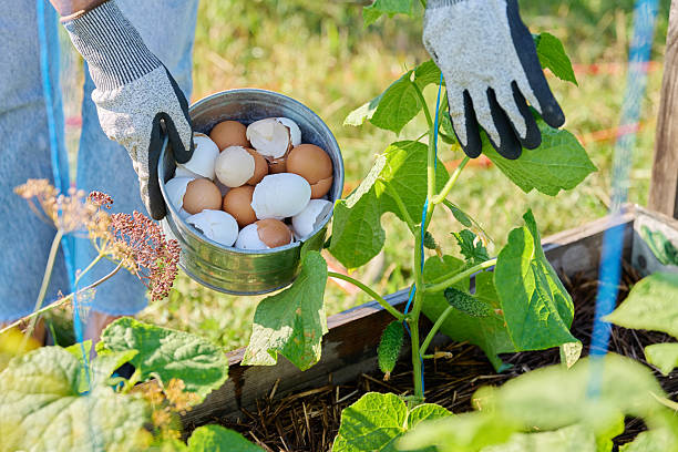 istock Fertilizing cucumber plants with eggshells, outdoor kitchen vegetable garden 2229418851