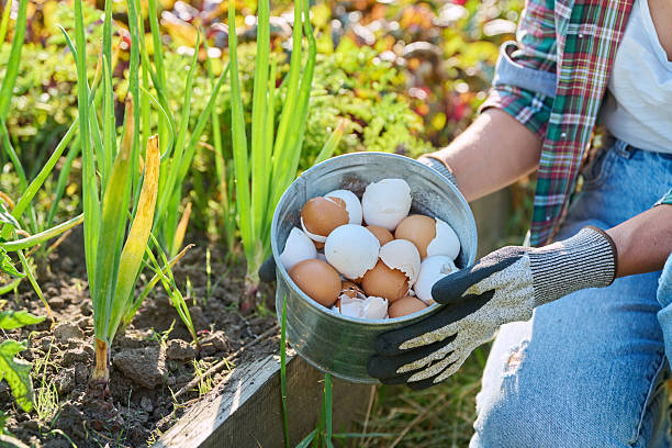 istock Fertilizing onion plants with eggshells, outdoor kitchen vegetable garden 2229418863