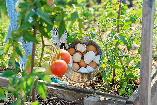 istock Fertilizing tomato plants with eggshells, outdoor kitchen vegetable garden 2229418916