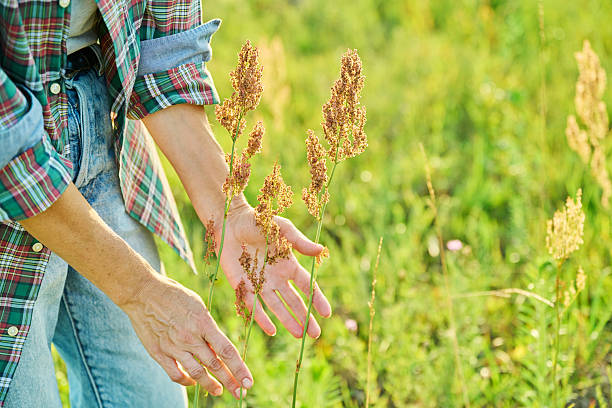 istock Hands holding sorrel plant with dry seeds, summer meadow background 2229419154