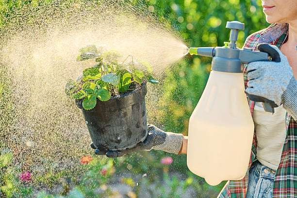 istock Spraying strawberry bush in container pot in garden 2229419797