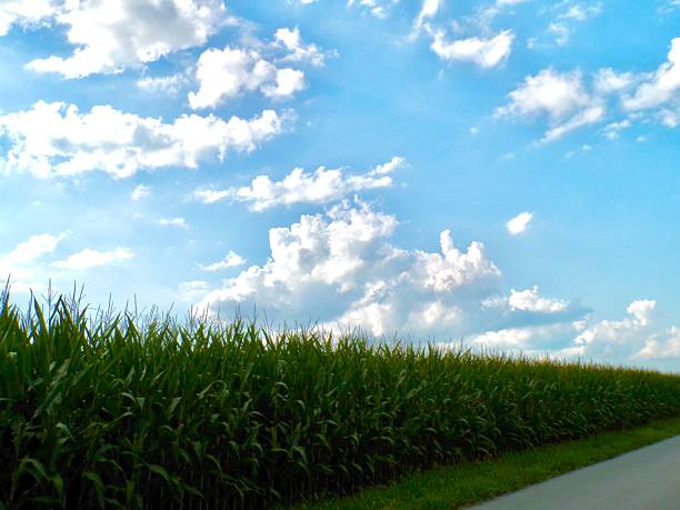 Green fields under cloudy sky on sunny day