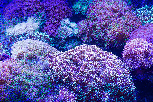 istock Vibrant coral reef thriving in a colorful underwater ecosystem 2229424371