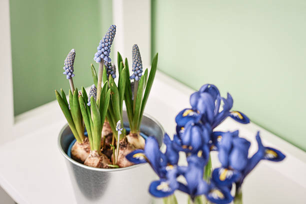 blue spring flowers on windowsill
