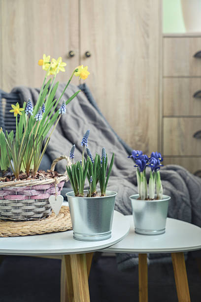 istock Spring flowers in  flower pots 2229426460