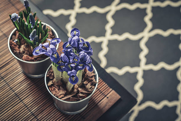 Muscari flowers and mini iris in a pot in home interior closeup