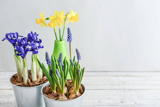 istock Spring flowers in  flower pots 2229427039