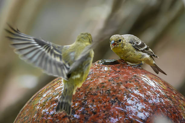 Finch Dispute at Water Hole