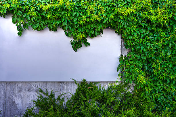 Modern wall with lush green ivy and climbing plants framing a blank space, ideal for eco-friendly design, advertising background, or nature-inspired architectural concepts.