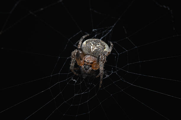 istock Close-Up of Spider on Intricate Web Against Black Background 2229430840