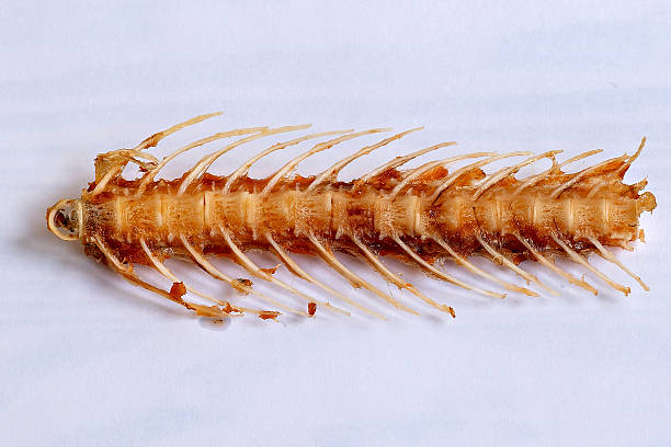 istock A close up of a fish skeleton on a white surface 2229431331