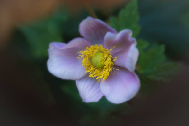 A macro photograph capturing the intricate details of a white Anemone flower's center covered in dew, conveying freshness and delicacy.