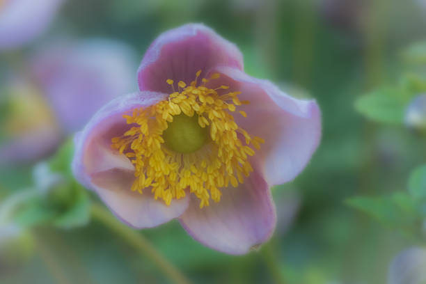 Macro sunny spring
