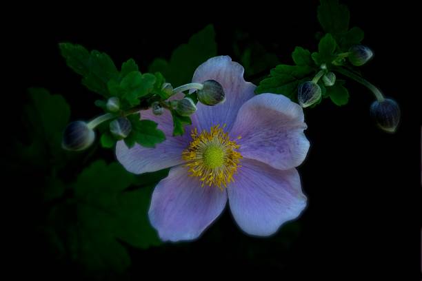 istock Background with anemone flower; Eriocapitella tomentosa 2229431967