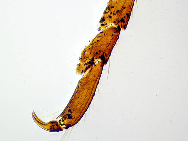 istock Microscope Image of Mantis Leg Foot Close-Up Whole Mount (100x) 2229434333