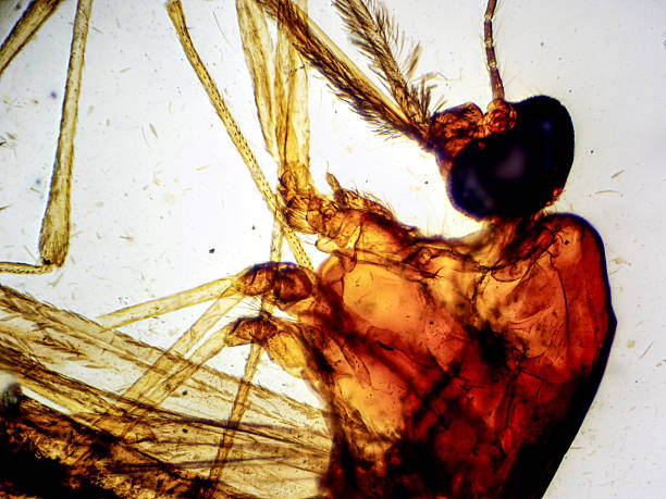 istock Microscope Image of Female Mosquito Whole Mount (40x) 2229434360