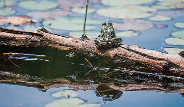 Close-up of a green frog (Lithobates clamitans) resting near the water’s edge, showcasing its smooth greenish-brown skin, prominent eardrum, and alert golden eyes. Also called the northern green frog or bronze frog, this amphibian is commonly found in ponds, lakes, and wetlands across North America.