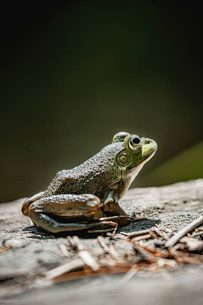Close-up of a green frog (Lithobates clamitans) resting near the water’s edge, showcasing its smooth greenish-brown skin, prominent eardrum, and alert golden eyes. Also called the northern green frog or bronze frog, this amphibian is commonly found in ponds, lakes, and wetlands across North America.