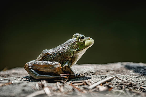 Close-up of a green frog (Lithobates clamitans) resting near the water’s edge, showcasing its smooth greenish-brown skin, prominent eardrum, and alert golden eyes. Also called the northern green frog or bronze frog, this amphibian is commonly found in ponds, lakes, and wetlands across North America.