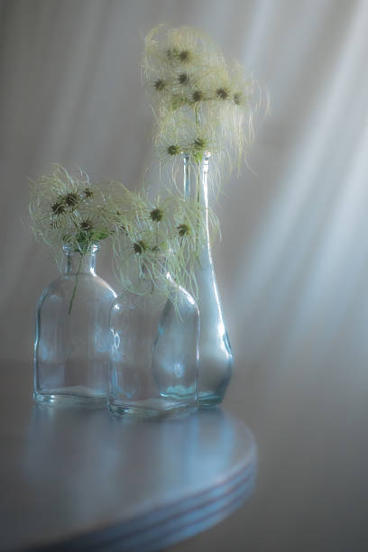 Background with wildflower - Old man's beard, Traveller's Joy, Clematis vitalba