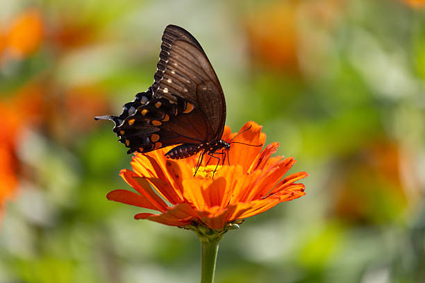 istock Beautiful Butterfly on an Orange flower 2229438656