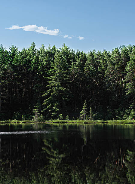 A serene lake bordered by dense coniferous forest beneath a bright blue sky dotted with a few clouds, captured in Algonquin Park, Ontario. This peaceful natural scene highlights the beauty and tranquility of one of Canada’s most famous wilderness areas.