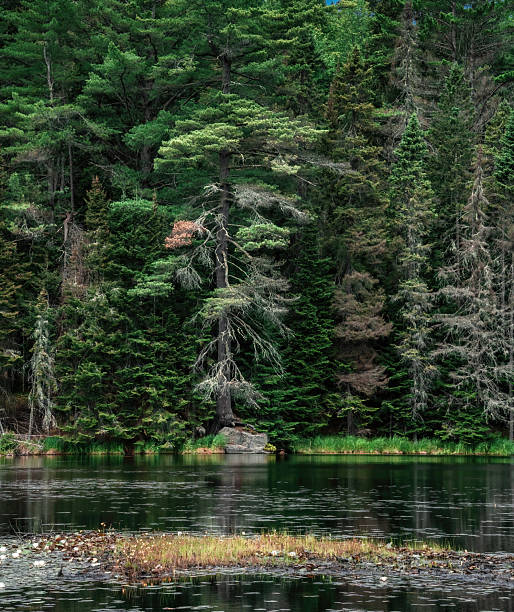An Eastern White Pine (Pinus strobus), Canada's tallest native pine with soft bluish-green needles in clusters of five, stands tall beside a peaceful lake dotted with white water lilies. The scene captures the rich natural beauty of the boreal forest ecosystem, combining majestic conifers and tranquil aquatic flora.