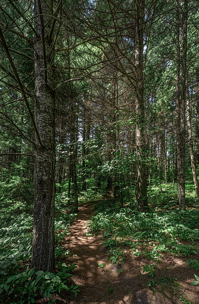 istock Forest Hiking Trail in Algonquin Provincial Park, Ontario 2229439758