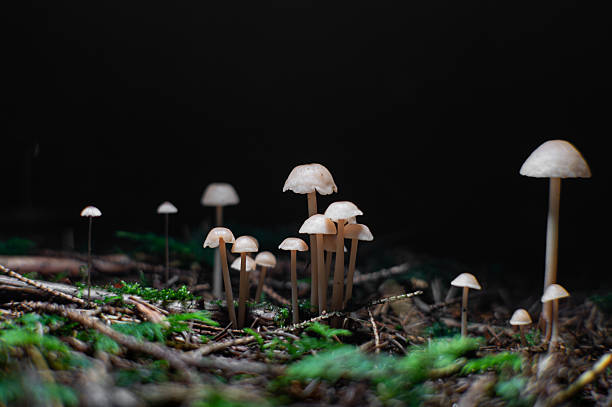Mushroom Family Cluster Growing in Enchanted Forest, Soft Light