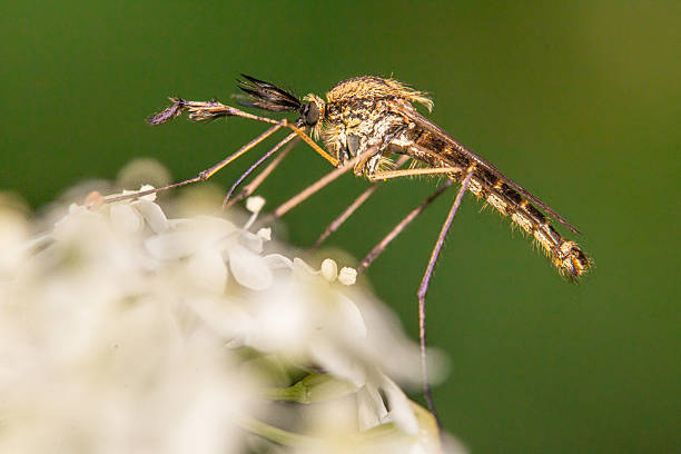 Japanese Mikadoga daddy longlegs (Holorusia mikado,) hiding in the grassland (Natural+flash light, macro close-up photography)