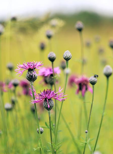 istock Vibrant Purple Wildflowers in a Meadow 2229443165