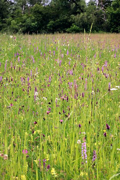 istock Colorful wildflower meadow under lush greenery. 2229443179