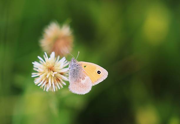 Butterfly on flower
