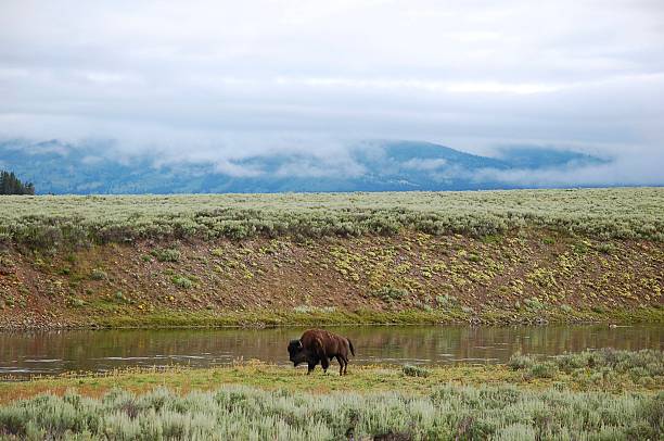 istock Bison at Yellowstone National Park 2229443386