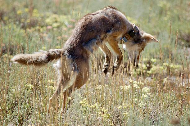 Perfect for nature lovers and conservation enthusiasts, this photo shows a coyote hunting for a snack at Grand Teton National Park. Coyotes have trackers in the park to help ensure their safety.