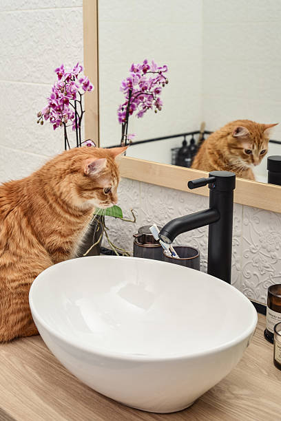 istock Cute ginger tabby cat near vessel sink 2229443649
