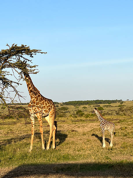 istock Giraffe feeding from tree with baby giraffe nearby 2229443963