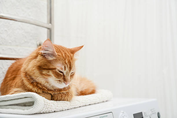 istock cat sleeping on top of washing machine 2229444237