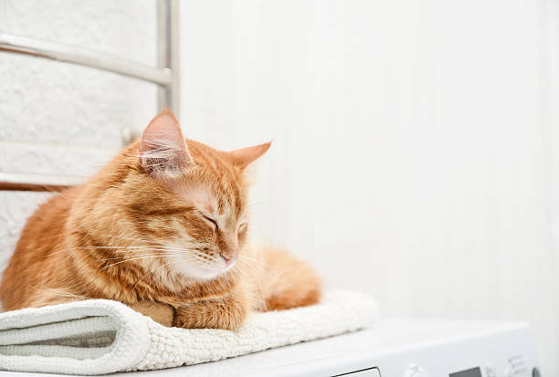 istock cat laying on top of washing machine 2229444243