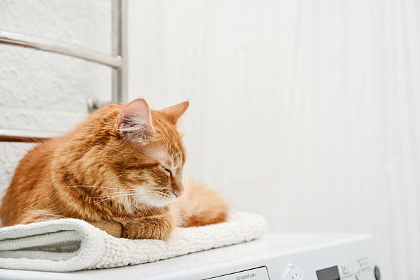 istock cat laying on top of washing machine 2229444247