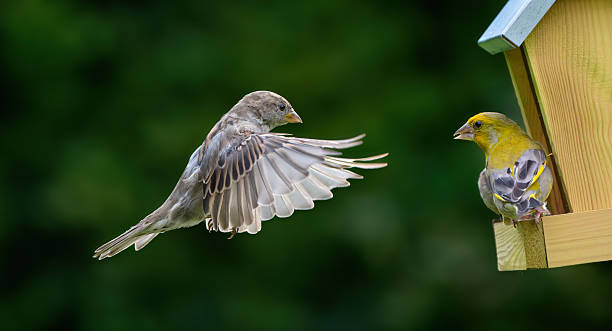 Sparrow flying towards the bird feeder where a green finch is waiting.