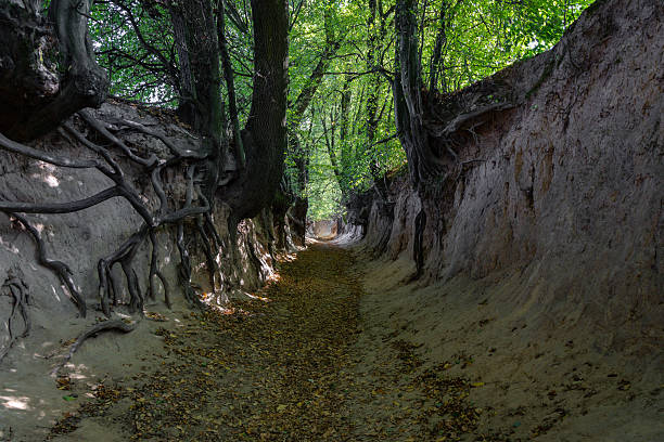 istock Ancient Rooted Gorge in Kazimierz Dolny, Poland 2229445968