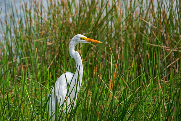 istock Great Egret (Ardea alba) Florida, USA 2229445971