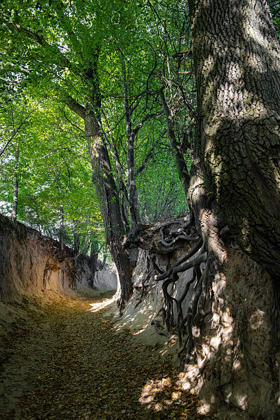 istock Ancient Rooted Gorge in Kazimierz Dolny, Poland 2229446071