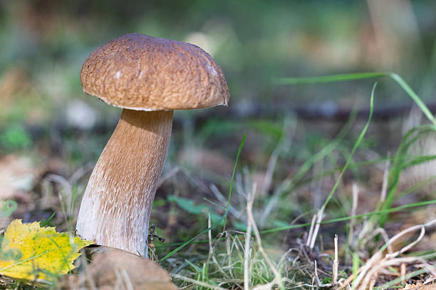 istock Single bolete mushroom on forest floor 2229447247