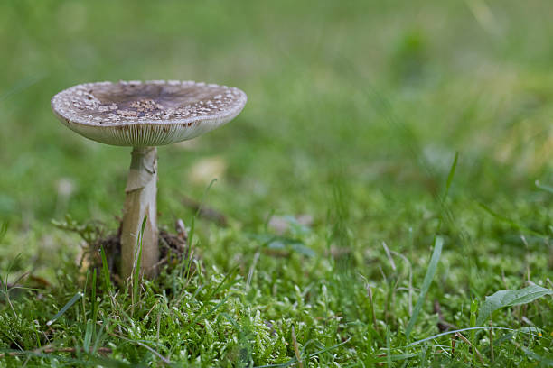 istock Single wild mushroom growing in green moss 2229447305