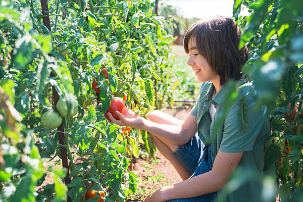 A young child smiles brightly while picking ripe tomatoes in a garden, capturing the joy and excitement of harvesting fresh produce from homegrown plants, symbolizing youth.