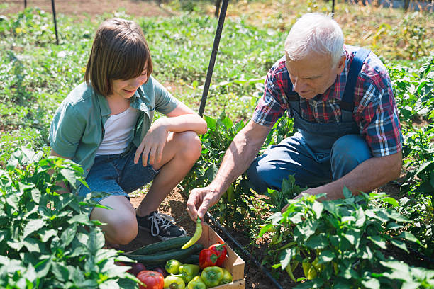 istock Enjoying Nature While Harvesting Fresh Garden Crops 2229450468