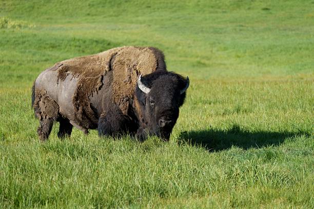 istock American Bison Yellowstone National Park 2229451599