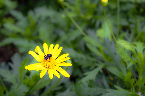 Syrphidae in the flowers